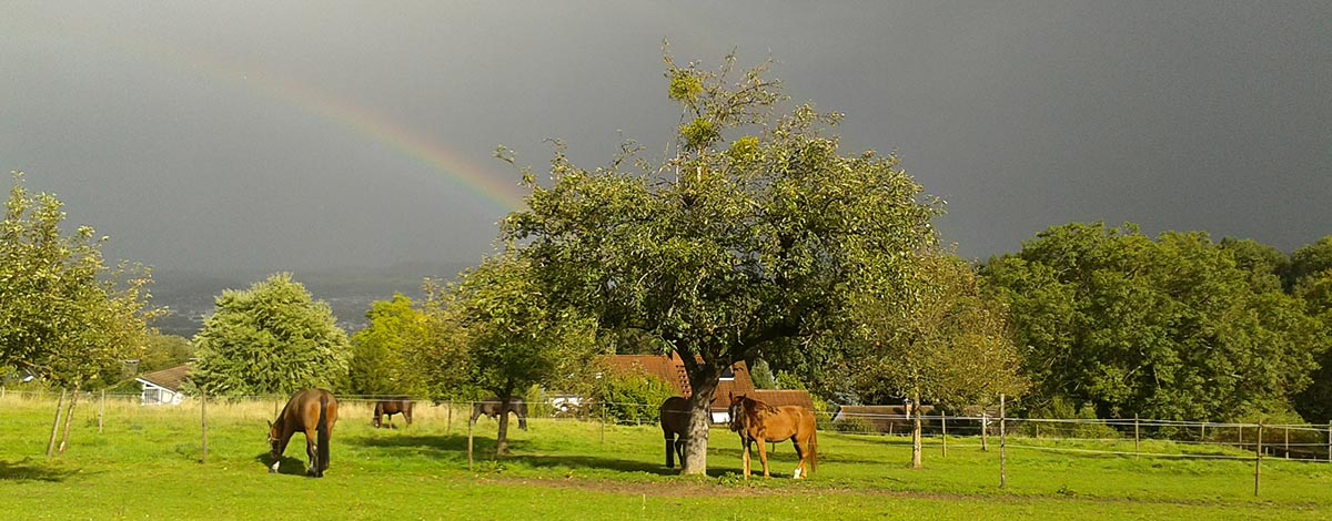 Regenbogen